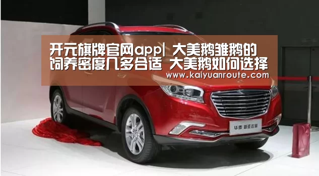 开元旗牌官网app|
大美鹅雏鹅的饲养密度几多合适  大美鹅如何选择养鹅饲养密度